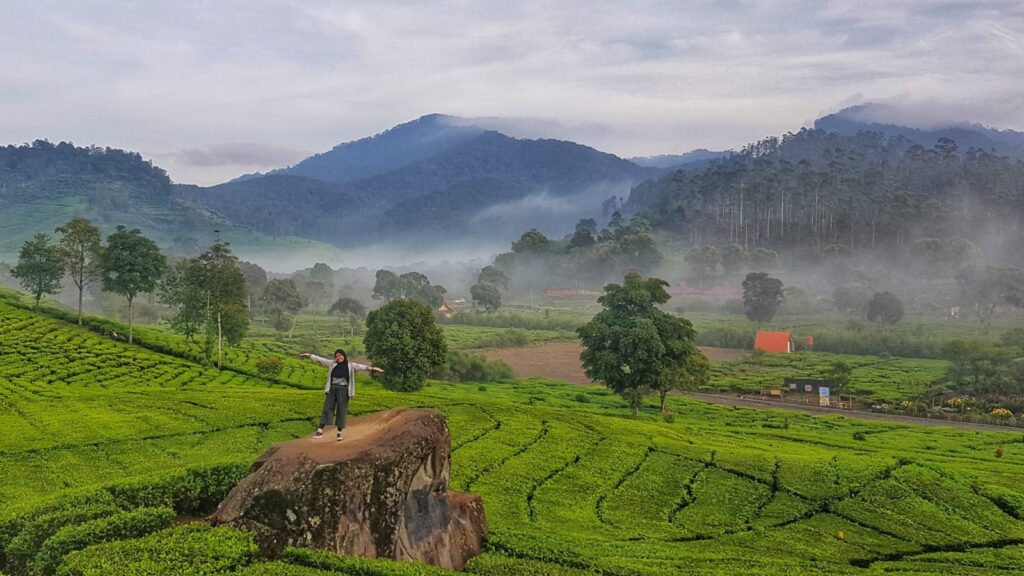 Tempat Wisata di Ciwidey Bandung yang Menarik untuk Dikunjungi! 4 Perkebunan Teh Rancabali