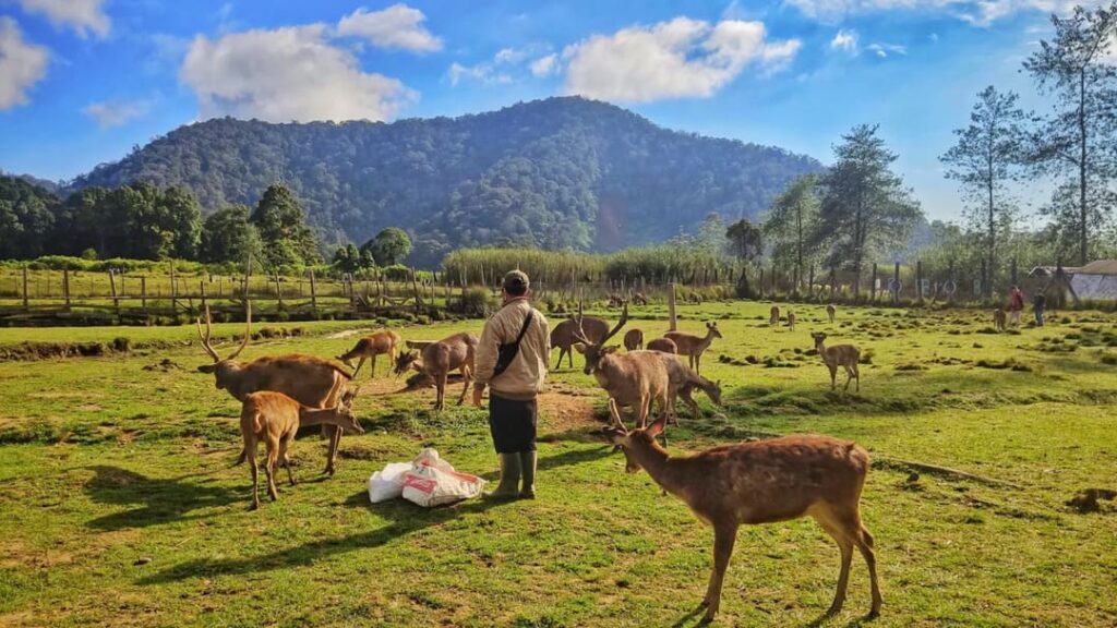 Tempat Wisata di Ciwidey Bandung yang Menarik untuk Dikunjungi! 1 Ranca Upas